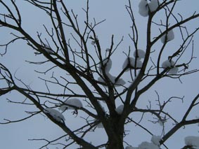 Auf der Suche nach dem Baum für den Poetischen Ort 3